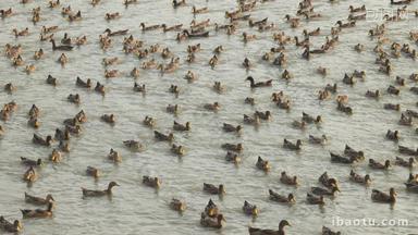 一群天然散养老鸭子土鸭游泳